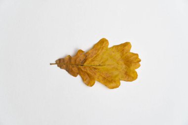Meşe ağacı yaprağı beyaz arka plan üzerinde izole