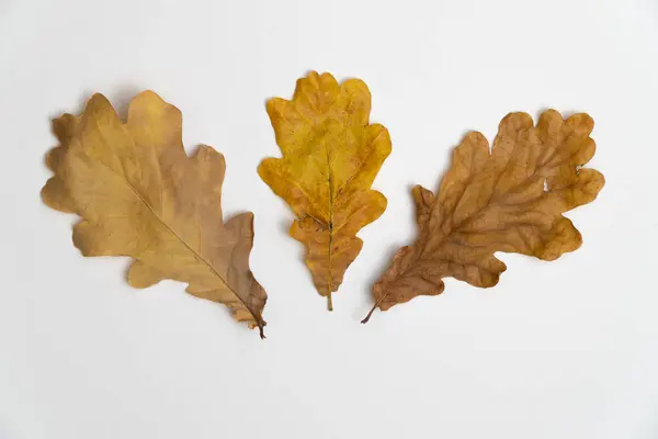 Oak tree leaves isolated on white background — Stock Photo, Image