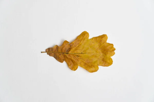 흰색 배경에 고립 된 오크 나무 잎 — 스톡 사진