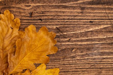 Kahverengi tahta arka planda kurumuş meşe yaprakları, üst manzara..