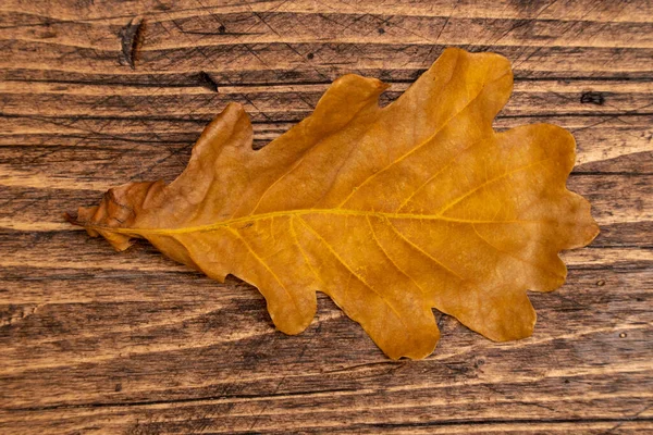 Dried oak leaf on brown wooden boards background, top view. — Stock Photo, Image