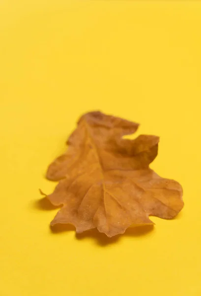 황색 배경에 분리되어 있는 참나무 잎 — 스톡 사진