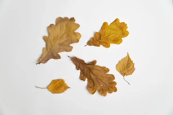 Oak tree leaves isolated on white background — Stock Photo, Image