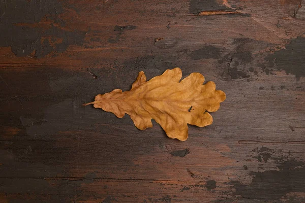 Hoja de roble seco sobre fondo de madera marrón, vista superior . — Foto de Stock