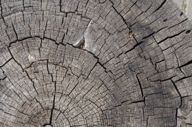 Kırık ağaç gövdesi. Ahşap arkaplan.