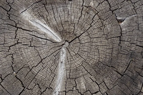 Стару тріснуту текстуру дерев'яного пня. Дерев'яний фон . — стокове фото