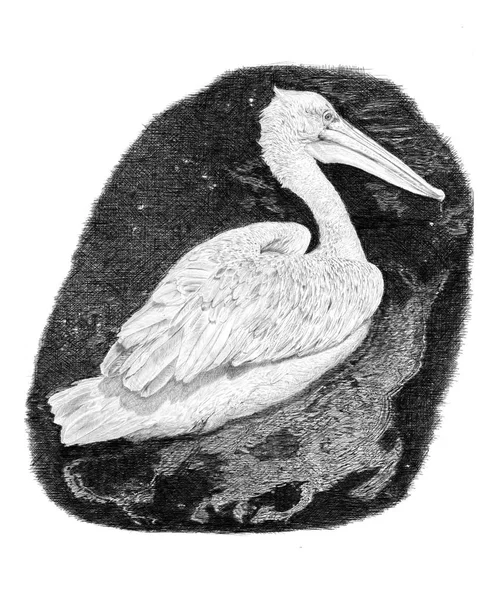 Pelican i Moskva Zoo, juni 2007 — Stockfoto