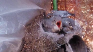 Civciv ve anne bakım