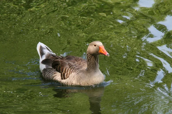 Duck in the pond of Moscow Zoo. June, 2007. — Stock Photo, Image