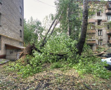 Kasırga Moskova'da. Düşen ağaçlar