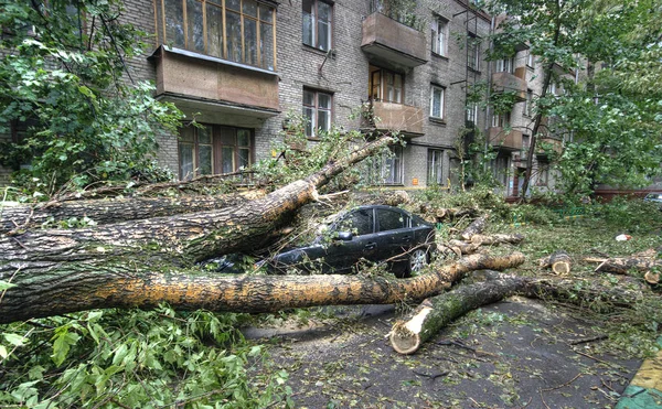 Ураган в Москве. Падшие деревья — стоковое фото