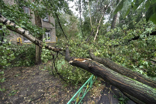 Hurricane in Moscow. Fallen trees — Stock Photo, Image