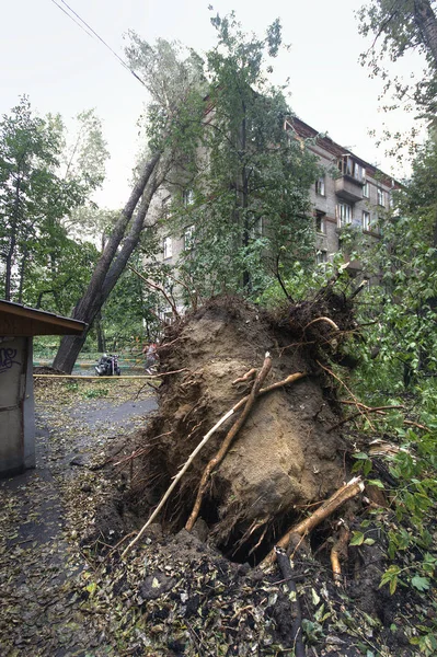 Ураган в Москве. Падшие деревья — стоковое фото