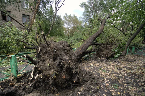 Hurricane in Moscow. Fallen trees