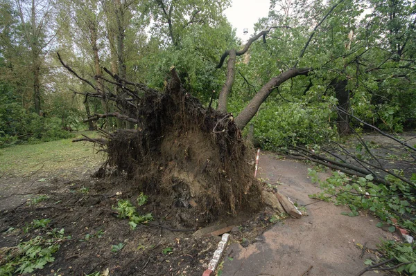 Hurricane in Moscow. Fallen trees — Stock Photo, Image