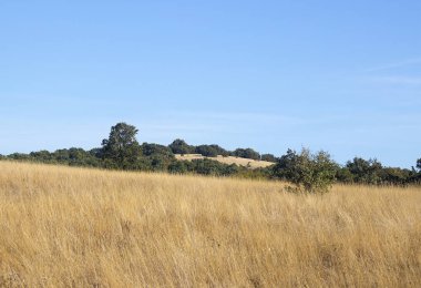 Alan ve Sunny Beach resort yakınlarındaki Majectic Balkan Hiking Trail Saint Vlas ağaçta. Bulgaristan. Ağustos, 2017,