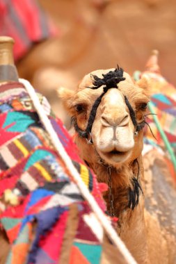 Portre bir deve: Petra, Jordan