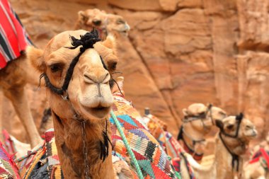 Petra, Jordan: Portre Camel