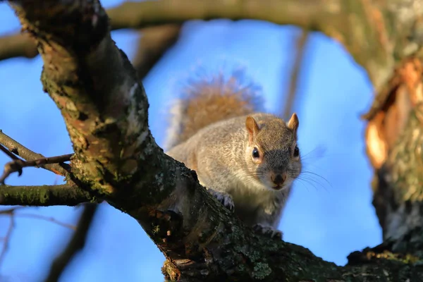 stock image LONDON, UK: A cute Grey Squirrel on a tree