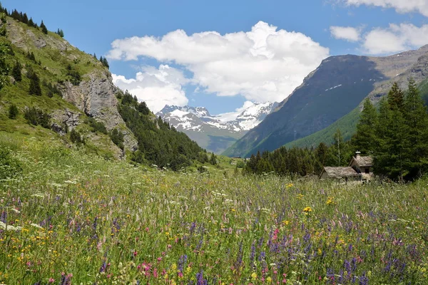 Lanslevillard，法国︰ 景观与五颜六色的花朵在前景，瓦努瓦兹国家公园北部阿尔卑斯山 — 图库照片