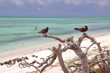 Rodrigues Adası, Mauritius: Cocos Adası'nda kahverengi noddy (Anous Stolidus) 