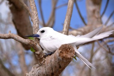Rodrigues Adası, Mauritius: Cocos Adası'nda beyaz sumru (Gygis Alba) portresi 