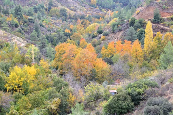 Zypern: Herbstfarben in den Troodosbergen — Stockfoto