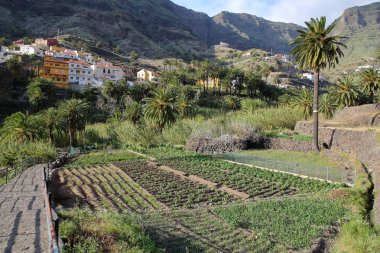 Valle Gran Rey, La Gomera, İspanya: teraslı alanları ve palmiye ağaçları ile Los Granados Köyü sol tarafında ekili