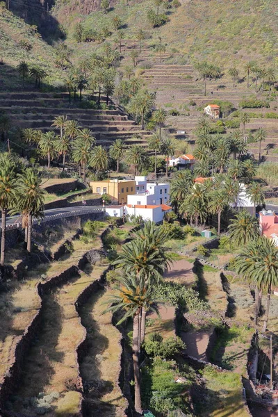 바 예 그 란 레이, 라 Gomera, 스페인: 계단식된 필드 및 야자수 — 스톡 사진