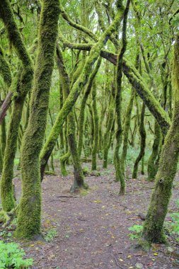 Garajonay Milli Parkı, La Gomera, İspanya: Laurel orman ve yosun kaplı gövdeleri ve dalları, arapsaçı