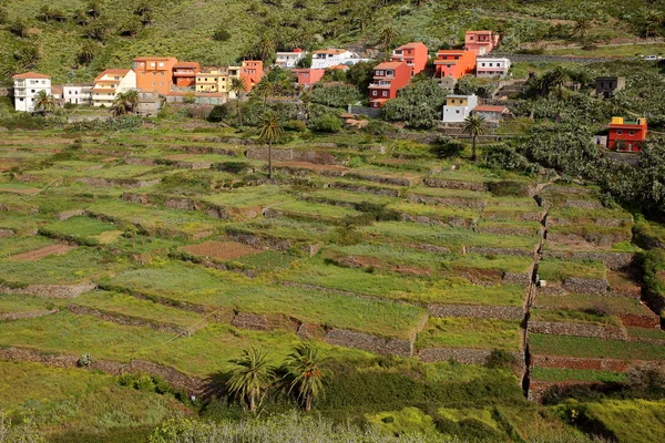Arure, 라 Gomera, 스페인: 재배 Arure 마 근처 계단식된 필드 — 스톡 사진