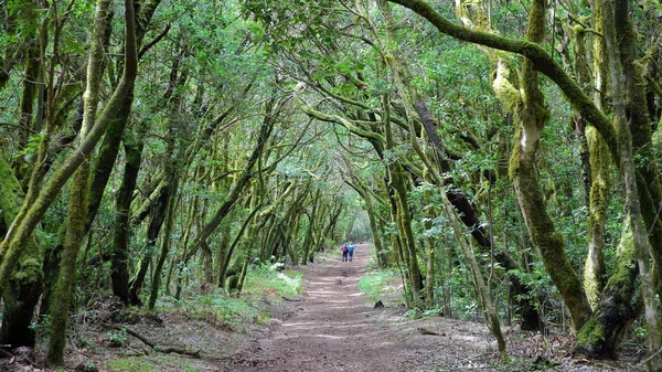 PARC NATIONAL GARAJONAY, LA GOMERA, ESPAGNE : Forêt de lauriers et son enchevêtrement de troncs et de branches recouverts de mousse — Photo