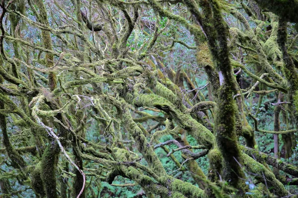 Národní Park Garajonay, La Gomera, Španělsko: Vavřínový les a jeho změť moss uvedených kmenů a větví Royalty Free Stock Fotografie