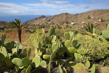 ALOJERA, LA GOMERA, SPAIN: Alojera with mountains, palm trees and terraced fields and cactus plants in the foreground clipart