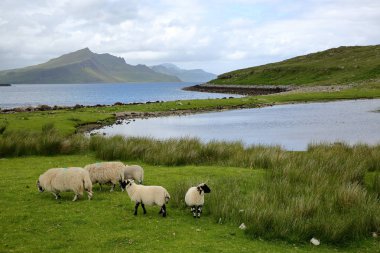 Koyun ön planda, Isle of Skye, İngiltere'de Highlands, İskoçya ile dağ Ben Tianavaig doğru bir ipuçları Yarımadası üzerinden görüntülemek