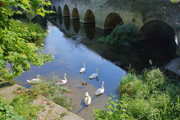 A régi város híd a folyón Avon hattyúkkal az előtérben, Bradford on Avon, Egyesült Királyság — Stock Fotó