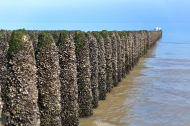 Mussels cultivated on poles (bouchots) on the beach near Cap Gris Nez, Cote d'Opale, Pas de Calais, Hauts de France, France