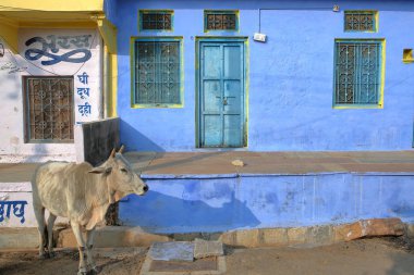 Chittorgarh, Rajasthan, Hindistan - 13 Aralık 2017: Renkli bir geleneksel evin önünde poz bir inek sokak sahne