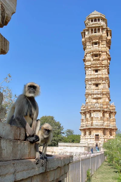 Monkeys (Gray Langur) posing with the Tower of Victory in the background, located inside the fort (Garh) of Chittorgarh, Rajasthan, India