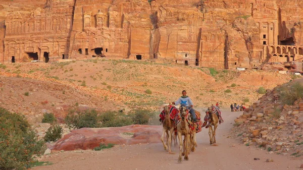 Petra Jordania Marzo 2016 Beduino Montando Sus Camellos Con Las —  Fotos de Stock