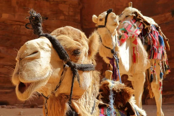 Retrato Camellos Petra Jordania Oriente Medio — Foto de Stock