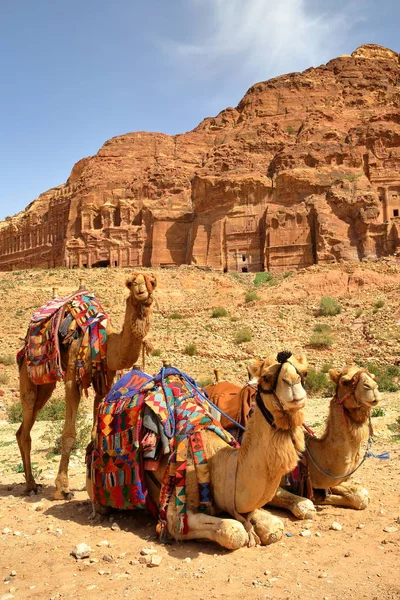 Retrato Camellos Con Las Tumbas Reales Fondo Petra Jordania Oriente — Foto de Stock