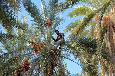 TOZEUR, TUNISIA - DECEMBER 19, 2019: A worker climbing on a palm tree to cut the bunches of dates inside the palm grove