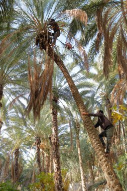TOZEUR, TUNISIA - DECEMBER 19, 2019: Two workers climbing on a palm tree to cut the bunches of dates inside the palm grove
