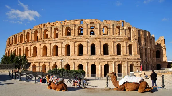 Jem Tunisia December 2019 Impressive Roman Amphitheater Jem Camels Foreground — Stock Photo, Image