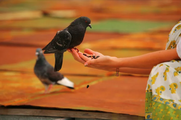 Jovem menina alimenta uma pomba — Fotografia de Stock