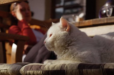 beyaz kedi güneş ışığına yatıyor. Yaz sonlarında ülke Idyll. Gürcistan sıcak güneşli gün