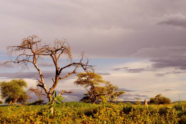 Güney Afrika'da ölü ve canlı ağaçlar