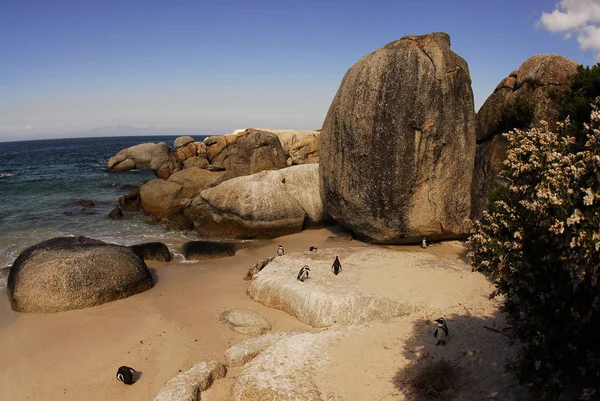 Penguenler kayalar sahilde Cape Yarımadası, Güney Afrika'da bulunan — Stok fotoğraf