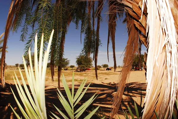 Sıcak güneşli bir günde palmiye ağaçları, Güney Afrika Telifsiz Stok Fotoğraflar